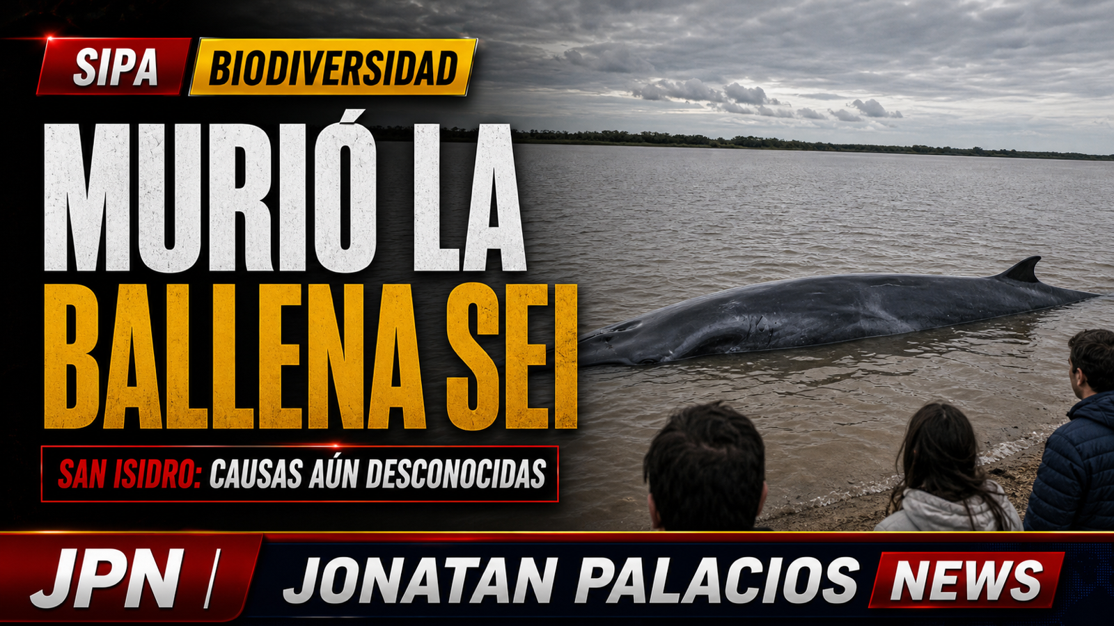Murió la ballena sei varada en San Isidro: el rescate no alcanzó y las causas siguen abiertas