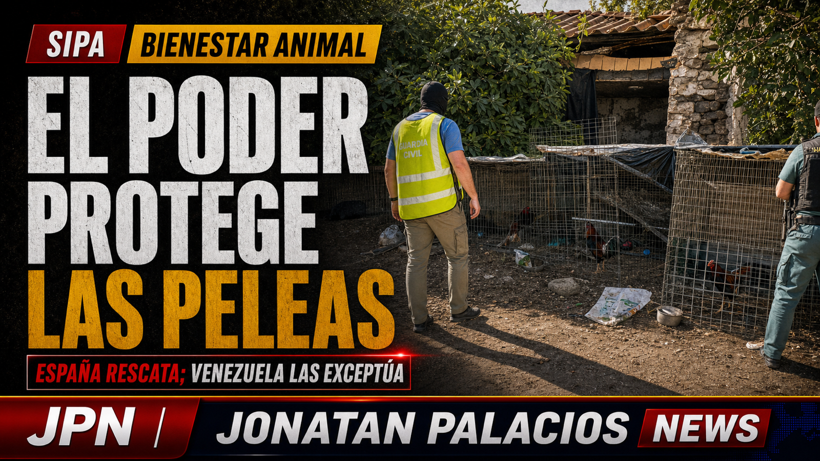 España rescata 26 gallos mientras la ley venezolana protege el espectáculo que apasiona a Diosdado Cabello