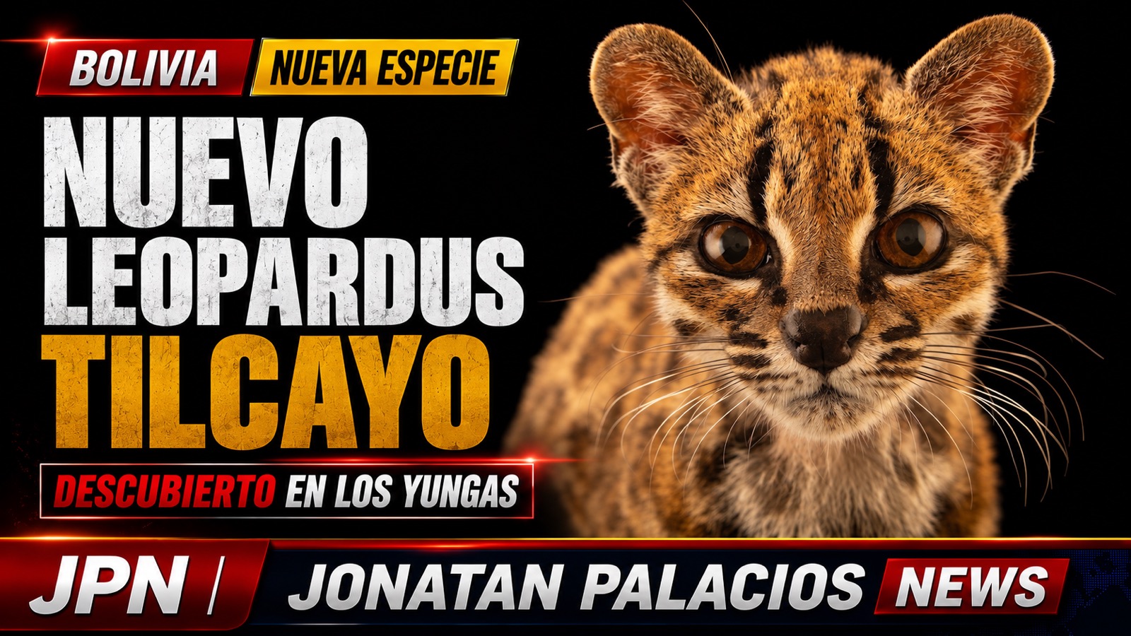 DESCUBREN EN BOLIVIA UNA NUEVA ESPECIE DE FELINO: EL LEOPARDUS TILCAYO