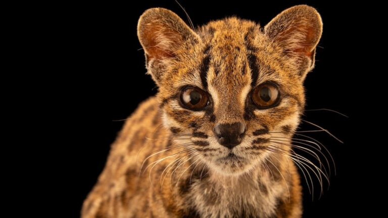 Miniatura limpia: DESCUBREN EN BOLIVIA UNA NUEVA ESPECIE DE FELINO: EL LEOPARDUS TILCAYO