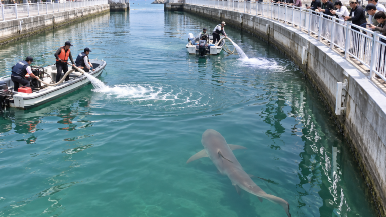 Miniatura limpia: Bukang-i: el rescate que busca devolver al mar a un tiburón atrapado en Busan