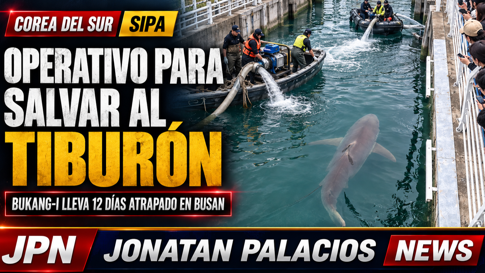 Bukang-i: el rescate que busca devolver al mar a un tiburón atrapado en Busan