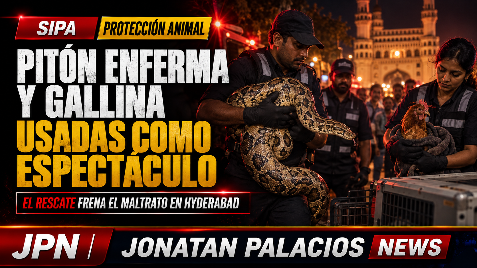 Rescatan a una pitón con infección bucal y una gallina usadas para un show callejero