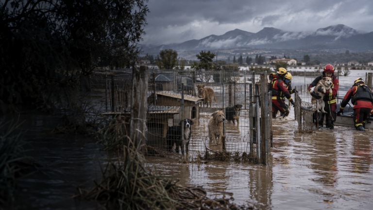 Miniatura limpia: Rescatan ilesos a seis perros de recintos cubiertos por el agua cerca de Ulldecona